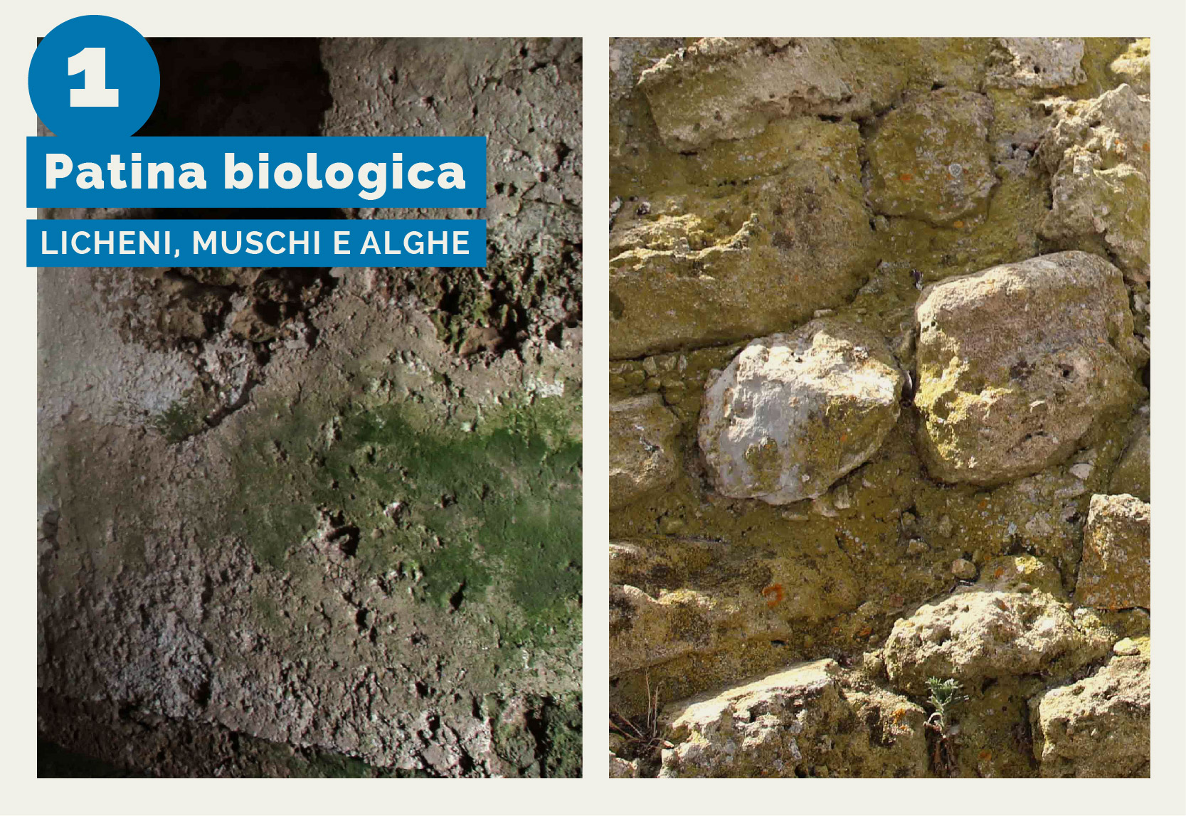Torre Mozza - L'immagine mostra il degrado dovuto alla patina biologica sulla muratura interna ed sterna di Torre Mozza per l'attacco di licheni, muschi e alghe