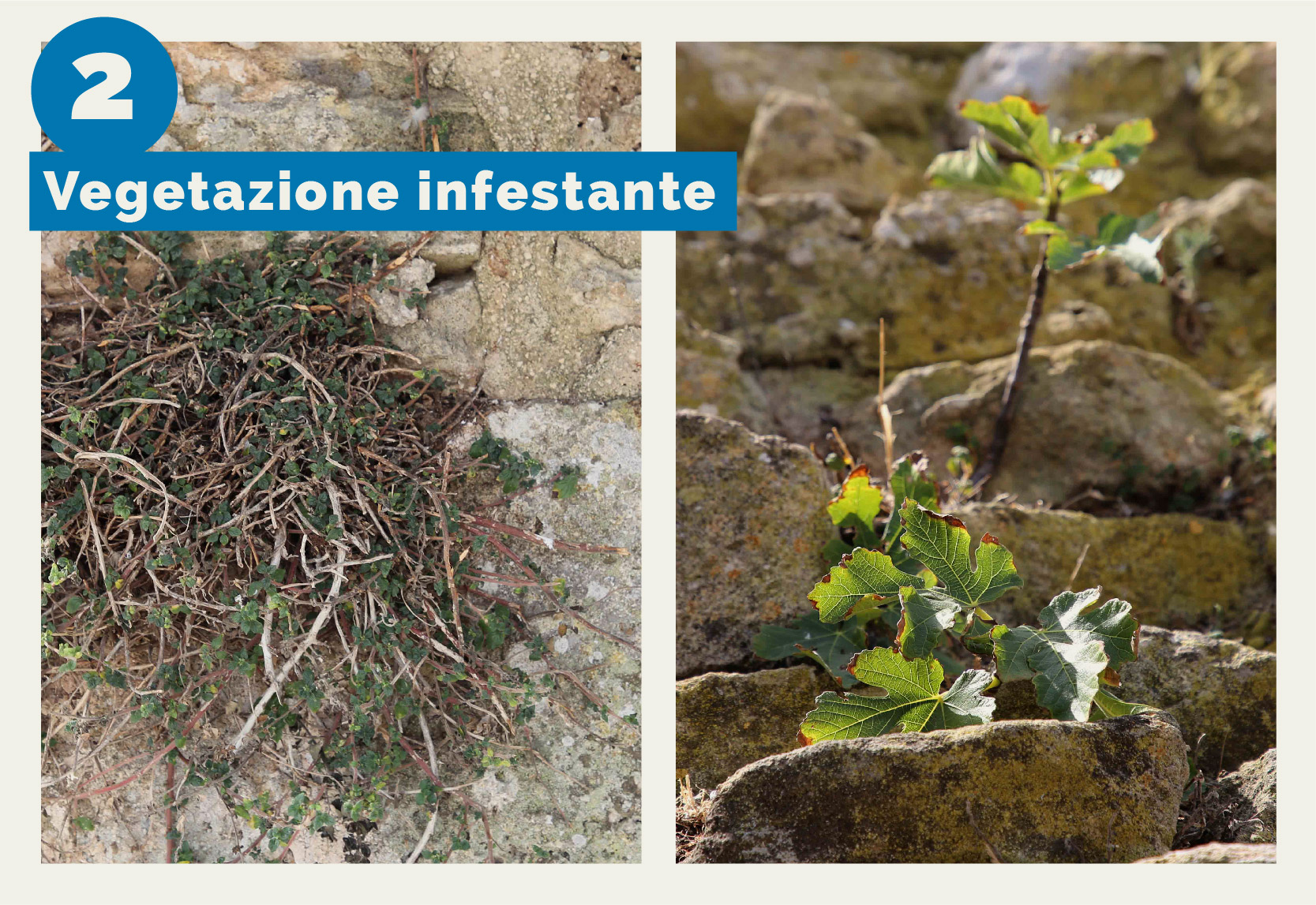 Torre Mozza - L'immagine mostra la vegetazione infestante presente sulla muratura esterna di Torre Mozza